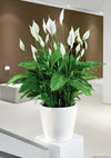 PEACE LILY SPATHIPHYLLUM 190MM