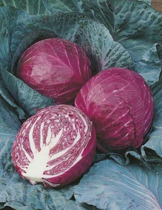 RED CABBAGE RUBY BALL SEEDS