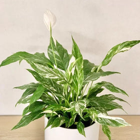 PEACE LILY SPATHIPHYLLUM DOMINO VARIEGATED 100MM