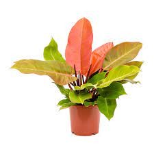 PHILODENDRON PRINCE OF ORANGE 150MM