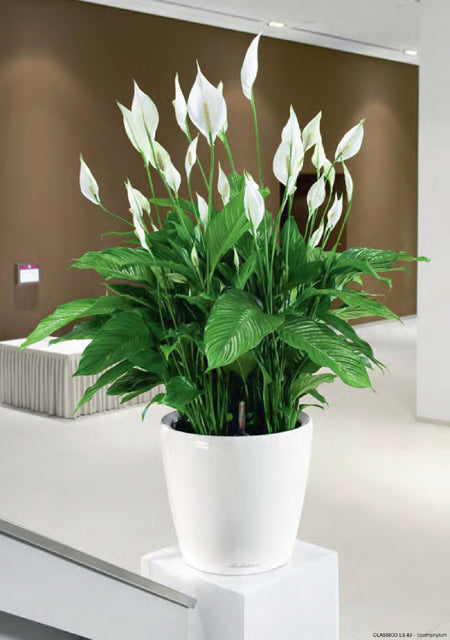PEACE LILY SPATHIPHYLLUM 190MM