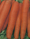 CARROT ALL YEAR ROUND SEEDS