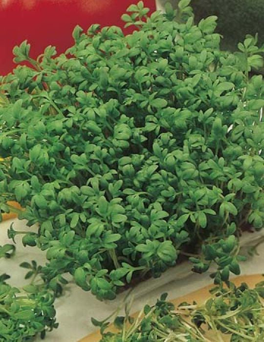 CRESS FINE CURLED SEEDS