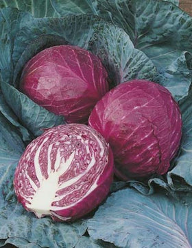 RED CABBAGE RUBY BALL SEEDS